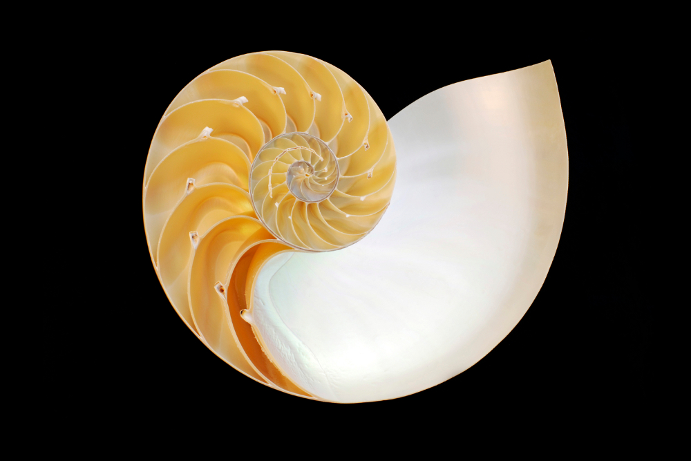 Long Spiral Shell